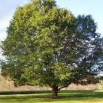 A large tree in the middle of a field.